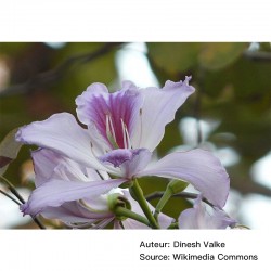 Bauhinia variegata