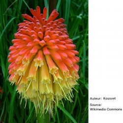 Kniphofia uvaria