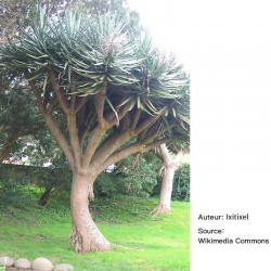 Dracaena draco