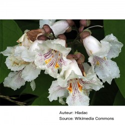 Catalpa bignonioides