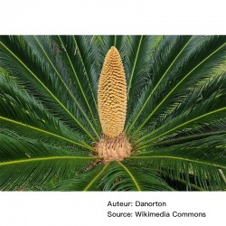 Cycas revoluta