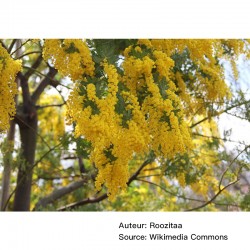 Acacia dealbata