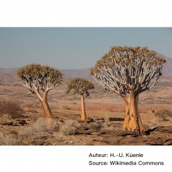 Aloe dichotoma