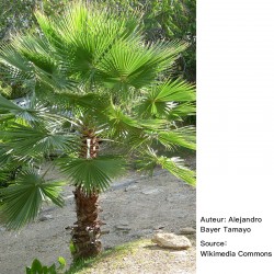 Washingtonia robusta