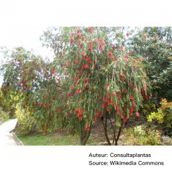 Callistemon viminalis