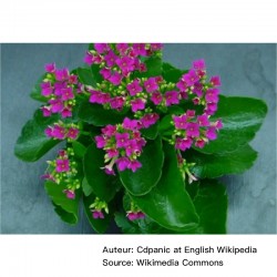 Kalanchoe blossfeldiana