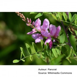 Indigofera tinctoria