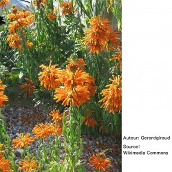 Leonotis leonurus