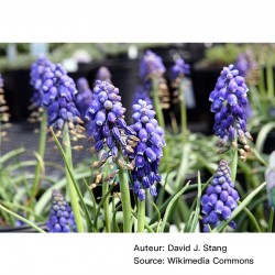 Muscari armeniacum