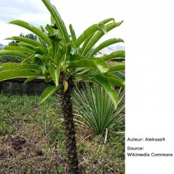 Pachypodium rutenbergianum