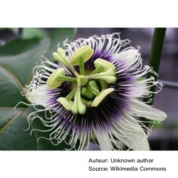 Passiflora edulis