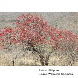 Schotia brachypetala