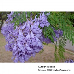 Jacaranda mimosifolia