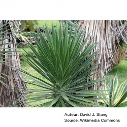 Yucca aloifolia