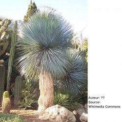 Yucca rostrata