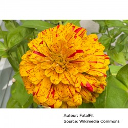 Zinnia elegans