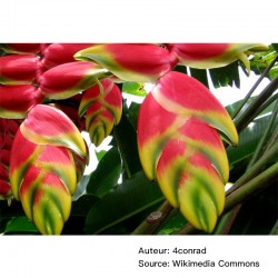 Heliconia