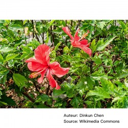 Hibiscus