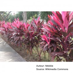 Cordyline fruticosa