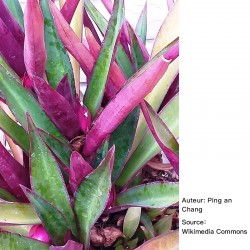 Tradescantia spathacea