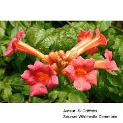 Campsis radicans