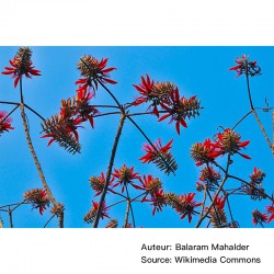 Erythrina variegata