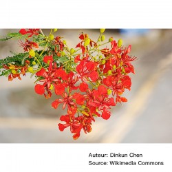 Delonix regia