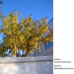 Cassia fistula