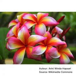 Plumeria alba/rubra