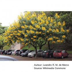 Senna spectabilis