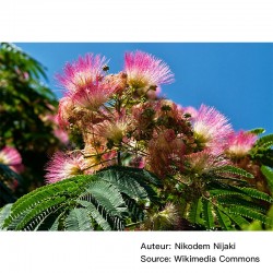 Albizia julibrissin